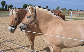 Reiten im Reitercamp