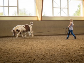Thumb _mg_5163 - Unsere Reitanlage